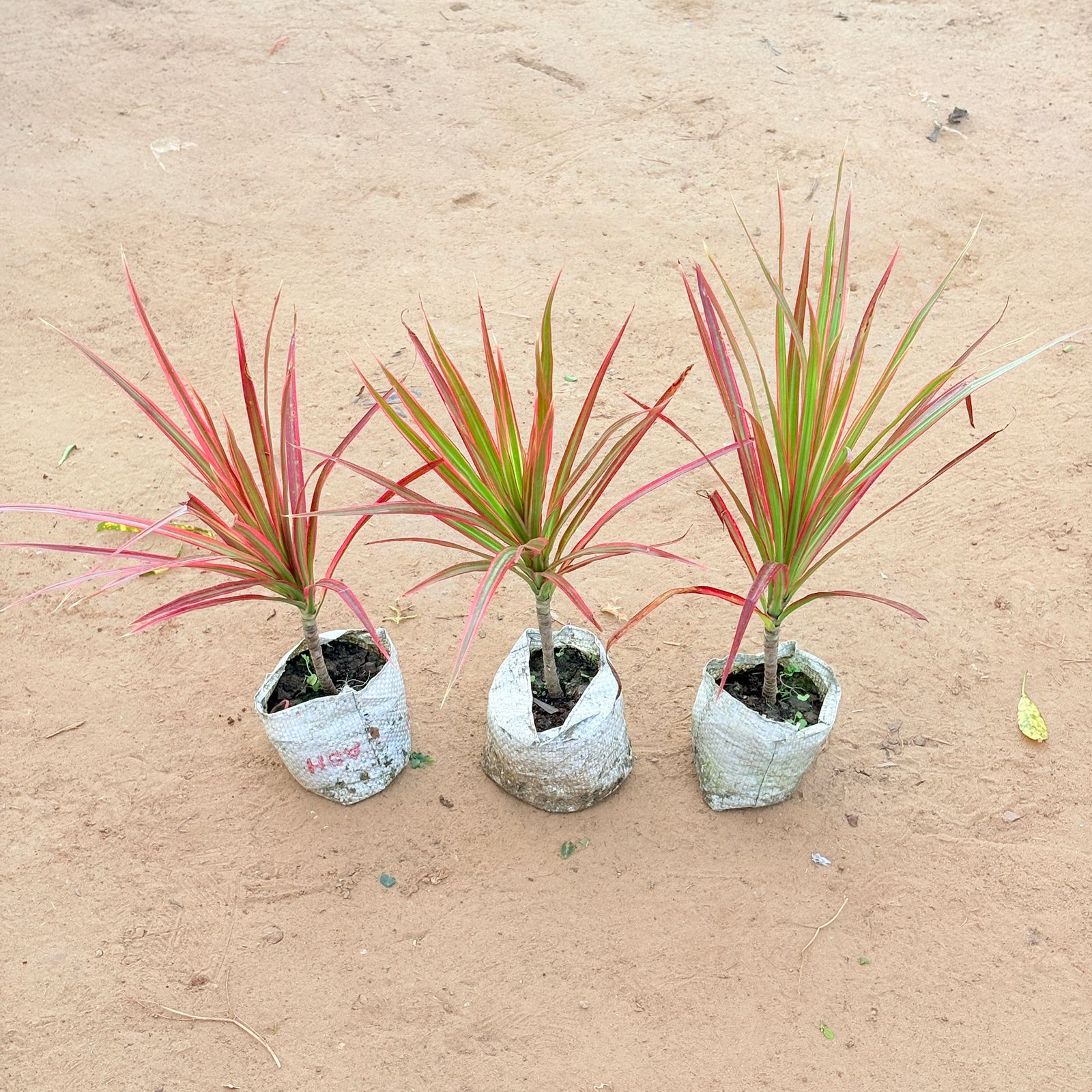 Set of 3 - Dracaena Colorama Red In 4 Inch Nursery Bag