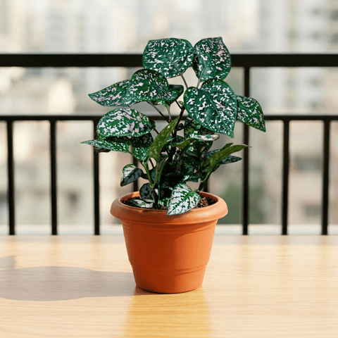 Hypoestes / Polka Dot (Any Colour) in 6 Inch Terracotta Red Classy Plastic Pot