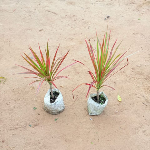 Set of 2 - Dracaena Colorama Red In 4 Inch Live Plant Nursery Bag