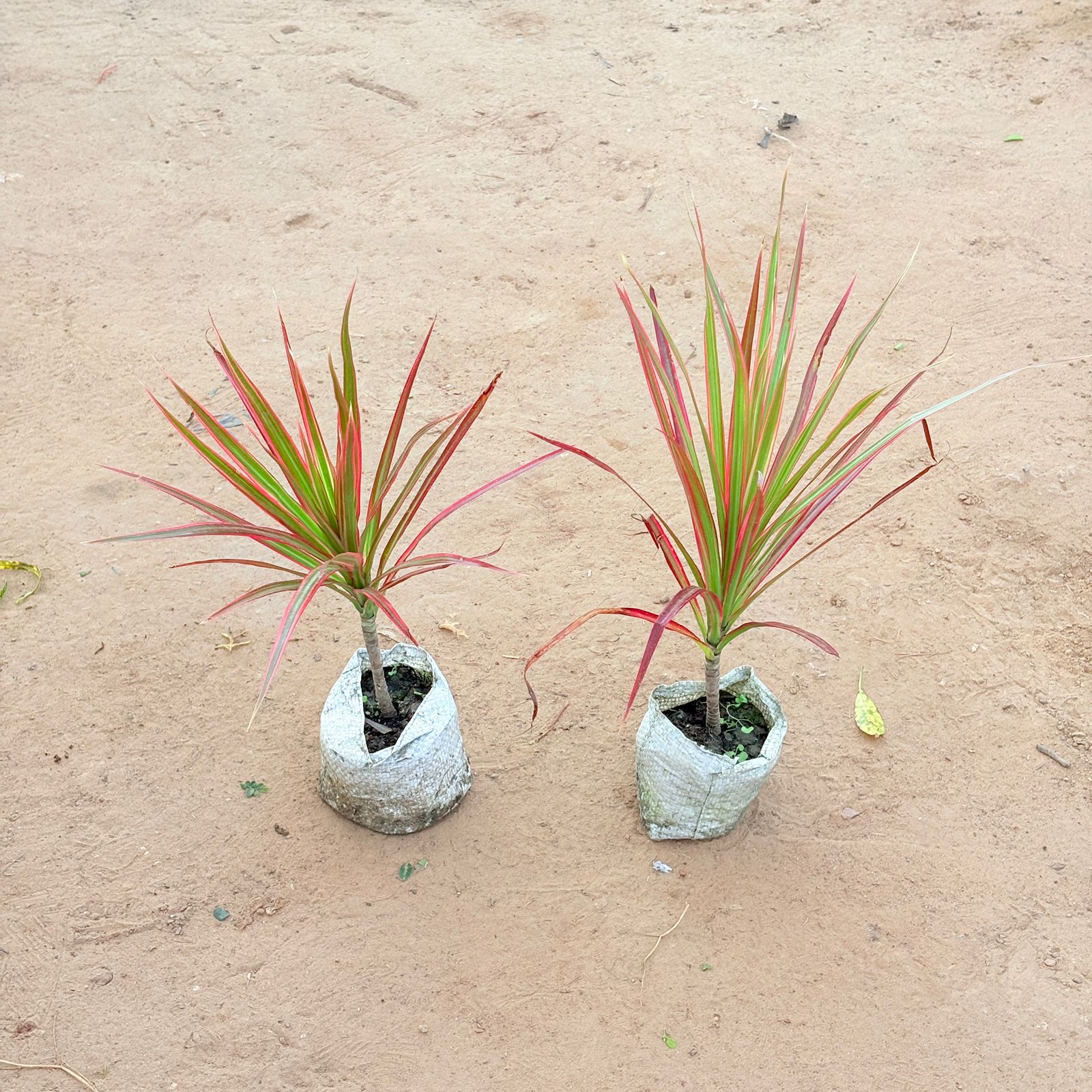 Set of 2 - Dracaena Colorama Red In 4 Inch Nursery Bag