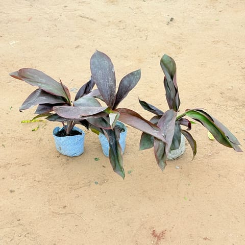 Set of 3 - Dracaena Rosea? In 4 Inch Live Plant Nursery Bag