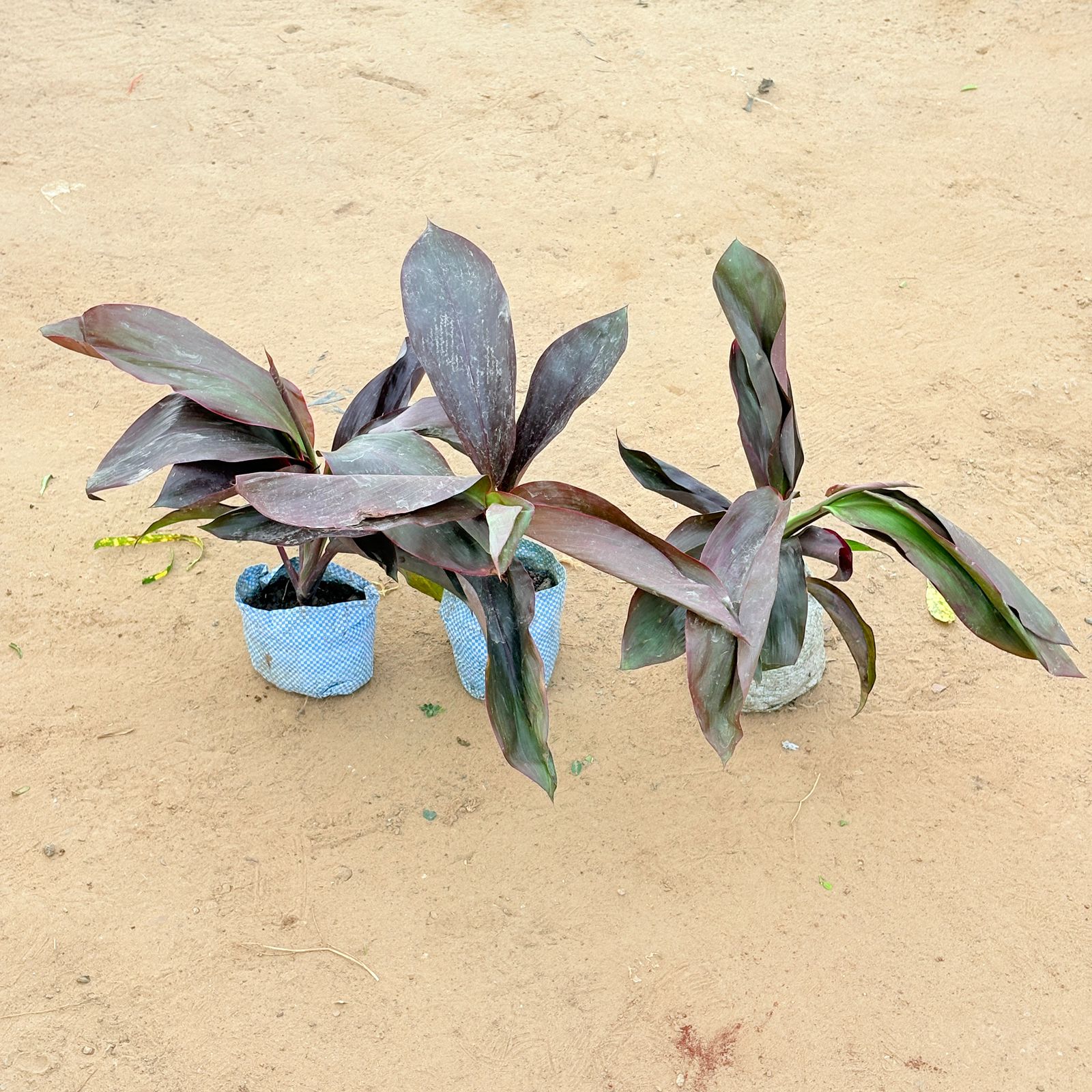Set of 3 - Dracaena Rosea In 4 Inch Nursery Bag