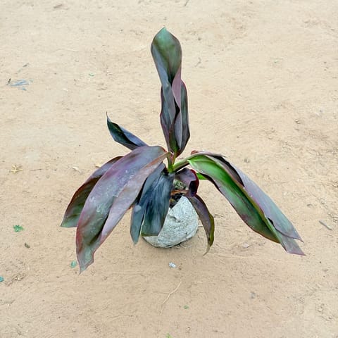 Set of 2 - Dracaena Rosea? In 4 Inch Live Plant Nursery Bag