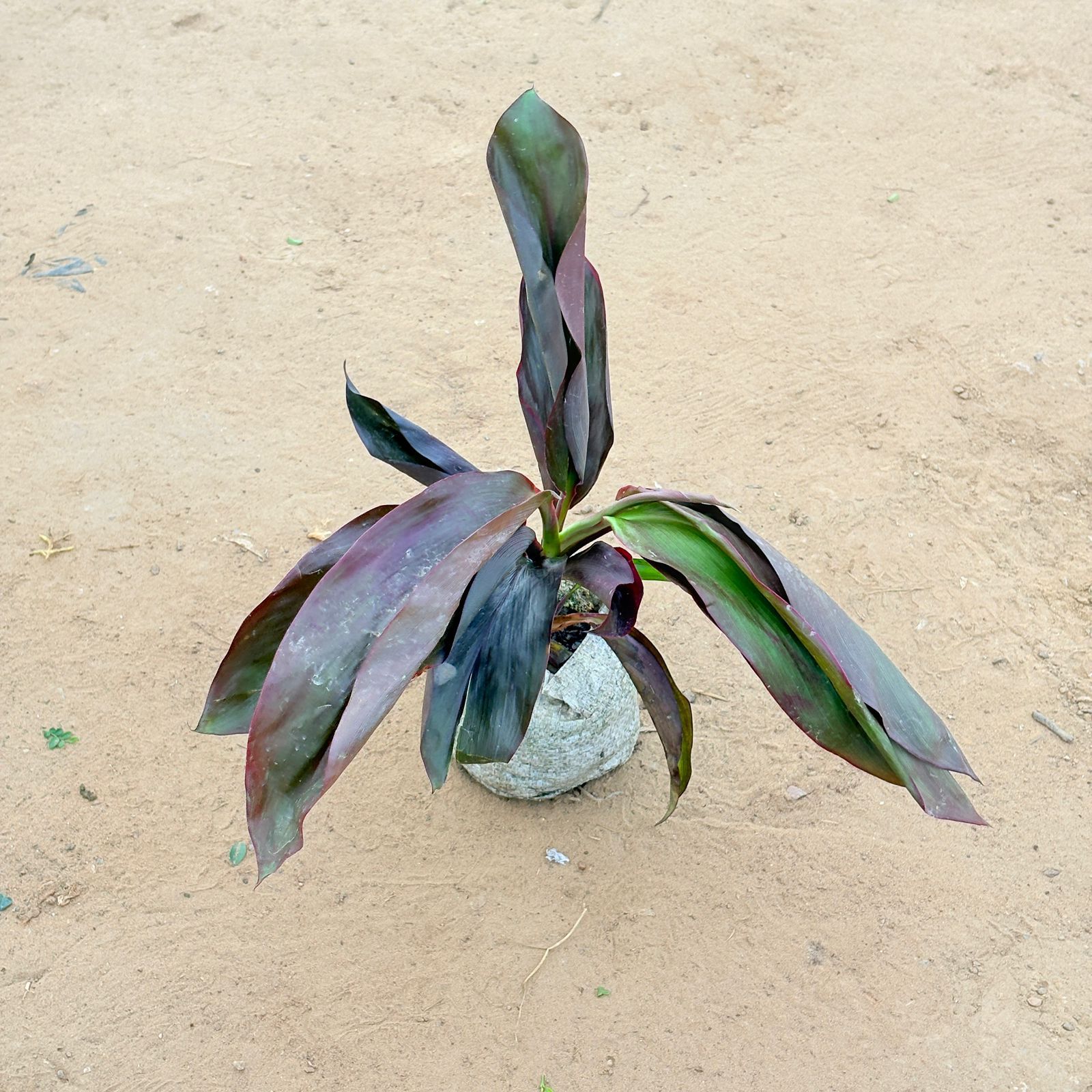 Set of 2 - Dracaena Rosea In 4 Inch Nursery Bag