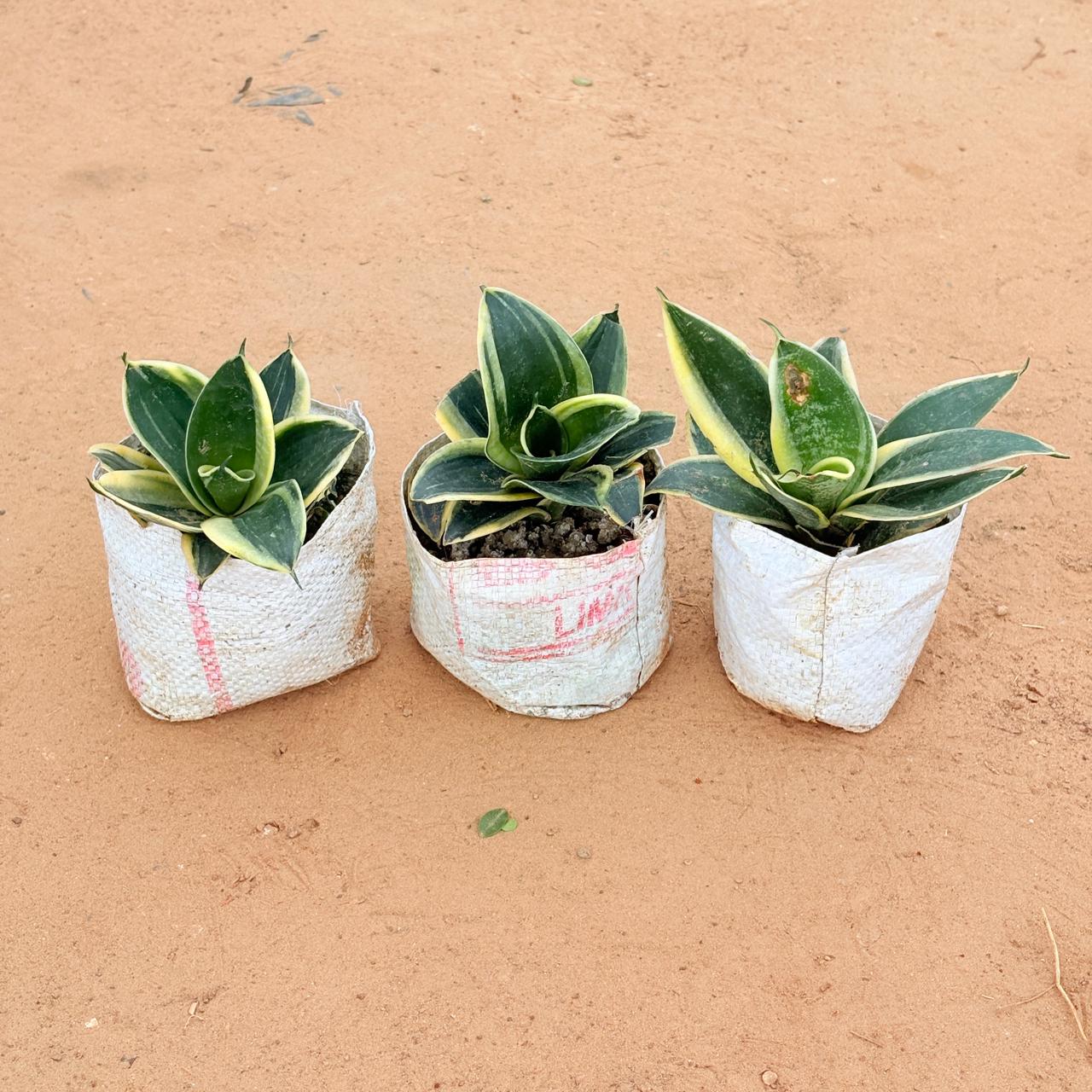 Set of 3 - Snake Dwarf Yellow In 4 Inch Nursery Bag
