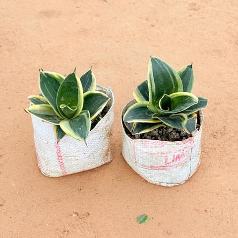 Set of 2 - Snake Dwarf Yellow In 4 Inch Live Plant Nursery Bag