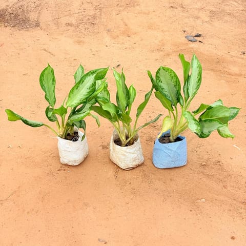 Set of 3 - Aglaonema Silver King In 4 Inch Live Plant Nursery Bag