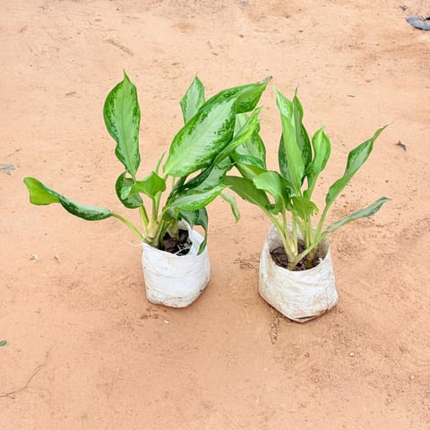 Set of 2 - Aglaonema Silver King In 4 Inch Live Plant Nursery Bag