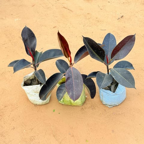 Set of 3 - Rubber plant In 4 Inch Live Plant Nursery Bag