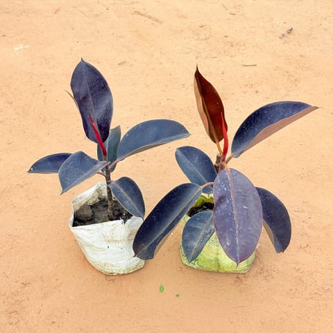 Set of 2 - Rubber plant In 4 Inch Live Plant Nursery Bag