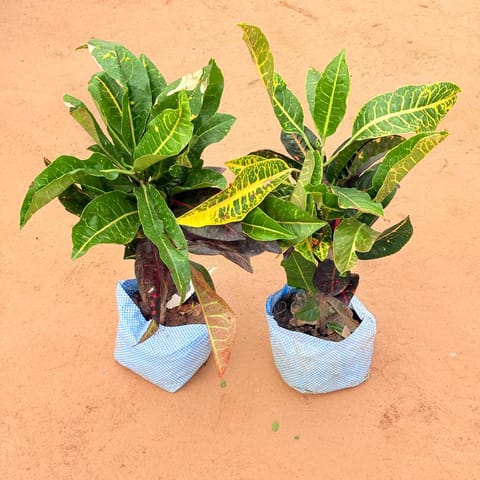 Set of 2 - Croton Petra Yellow In 4 Inch Live Plant Nursery Bag