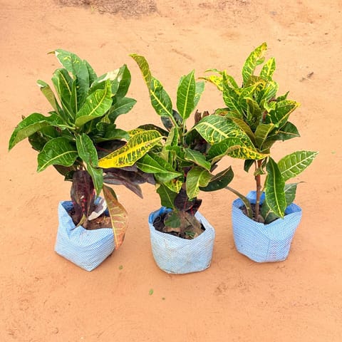 Set of 3 - Croton Petra Yellow In 4 Inch Live Plant Nursery Bag