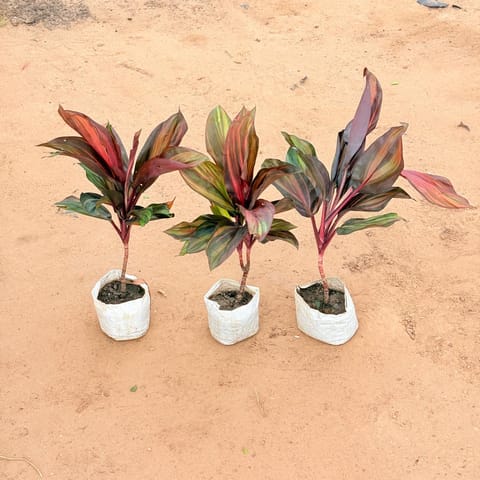 Set of 3 - Dracaena Cordyline Brown In 4 Inch Live Plant Nursery Bag