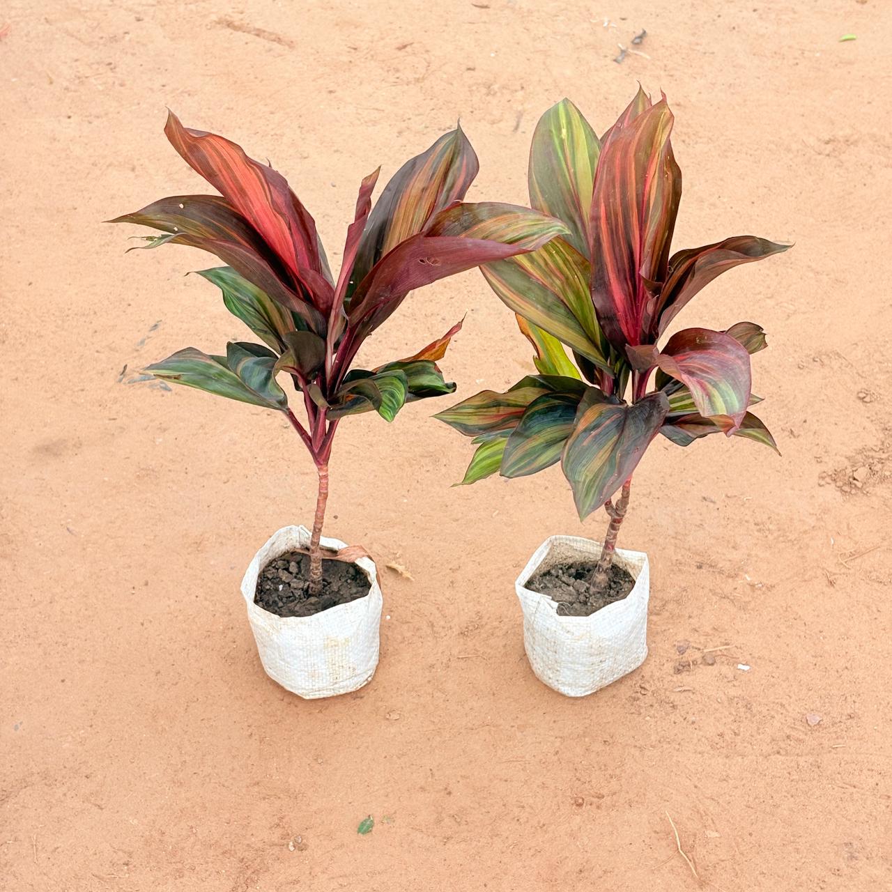 Set of 2 - Dracaena Cordyline Brown In 4 Inch Nursery Bag