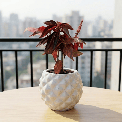 Acalypha Red in 4 Inch Classy Pineapple Textured Ceramic Pot�( Any Color )