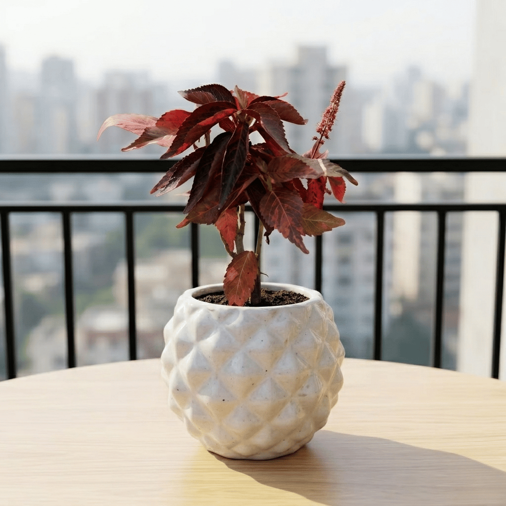 Acalypha Red in 4 Inch Classy Pineapple Textured Ceramic Pot�( Any Color )