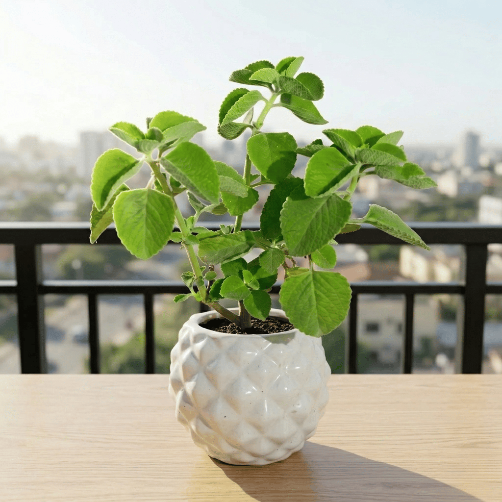 Ajwain / Carom in 4 Inch Classy Pineapple Textured Ceramic Pot�( Any Color )