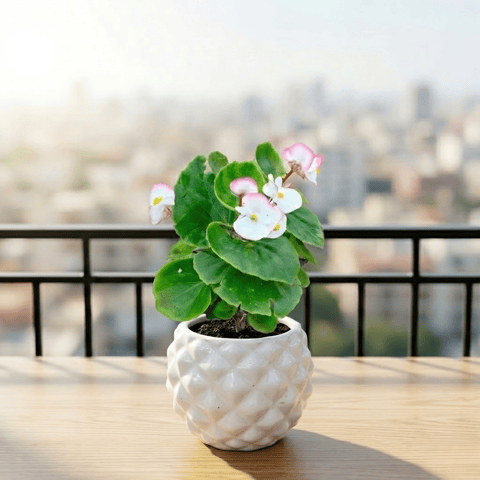 Begonia (Any Colour) in 4 Inch Classy Pineapple Textured Ceramic Pot�( Any Color )