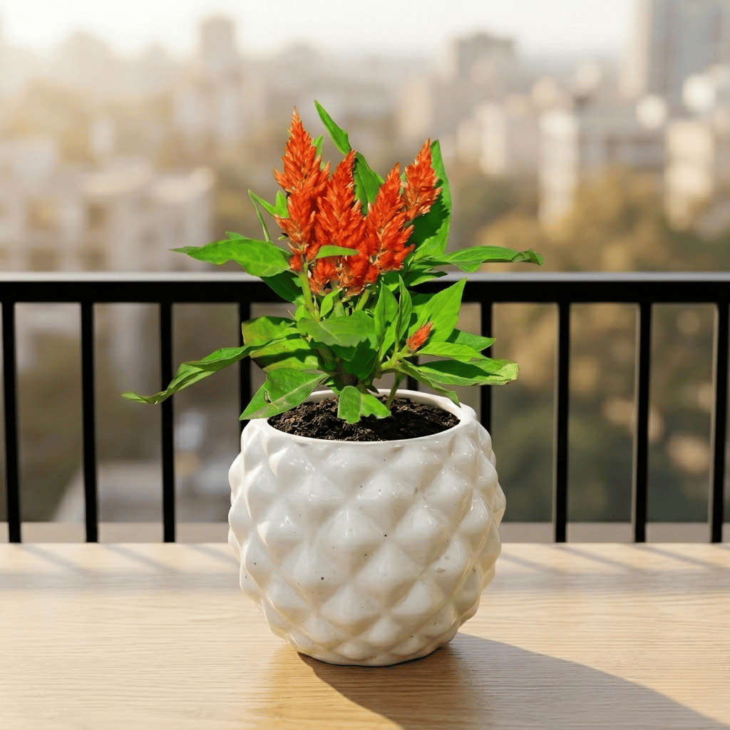 Celosia Orange in 4 Inch Classy Pineapple Textured Ceramic Pot�( Any Color )