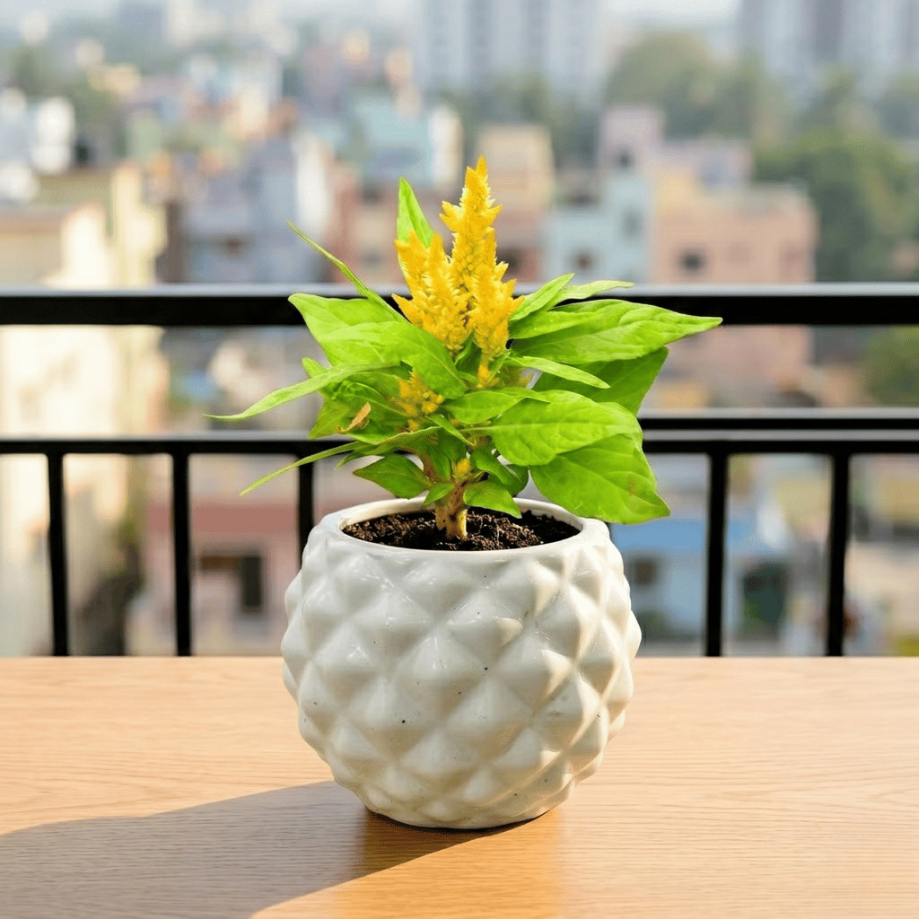 Celosia Yellow in 4 Inch Classy Pineapple Textured Ceramic Pot�( Any Color )