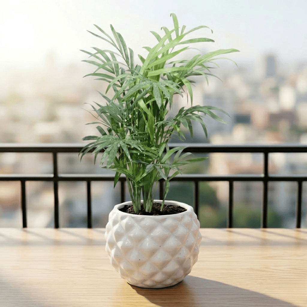 Chamaedorea Palm in 4 Inch Classy Pineapple Textured Ceramic Pot?( Any Color )