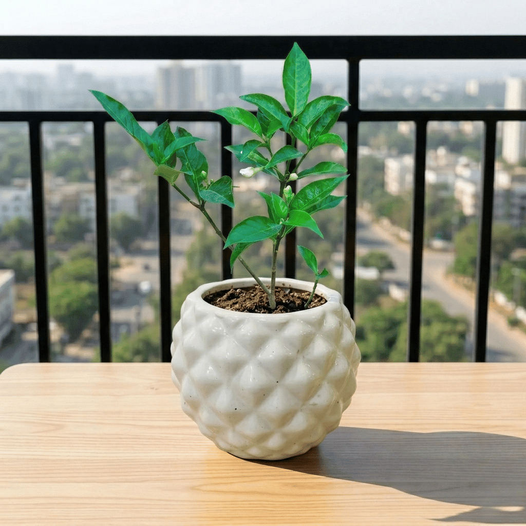 Chandni / Crape Jasmine in 4 Inch Classy Pineapple Textured Ceramic Pot?( Any Color )
