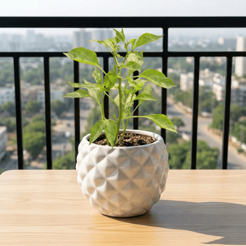 Chilli / Mirchi in 4 Inch Classy Pineapple Textured Ceramic Pot( Any Color )