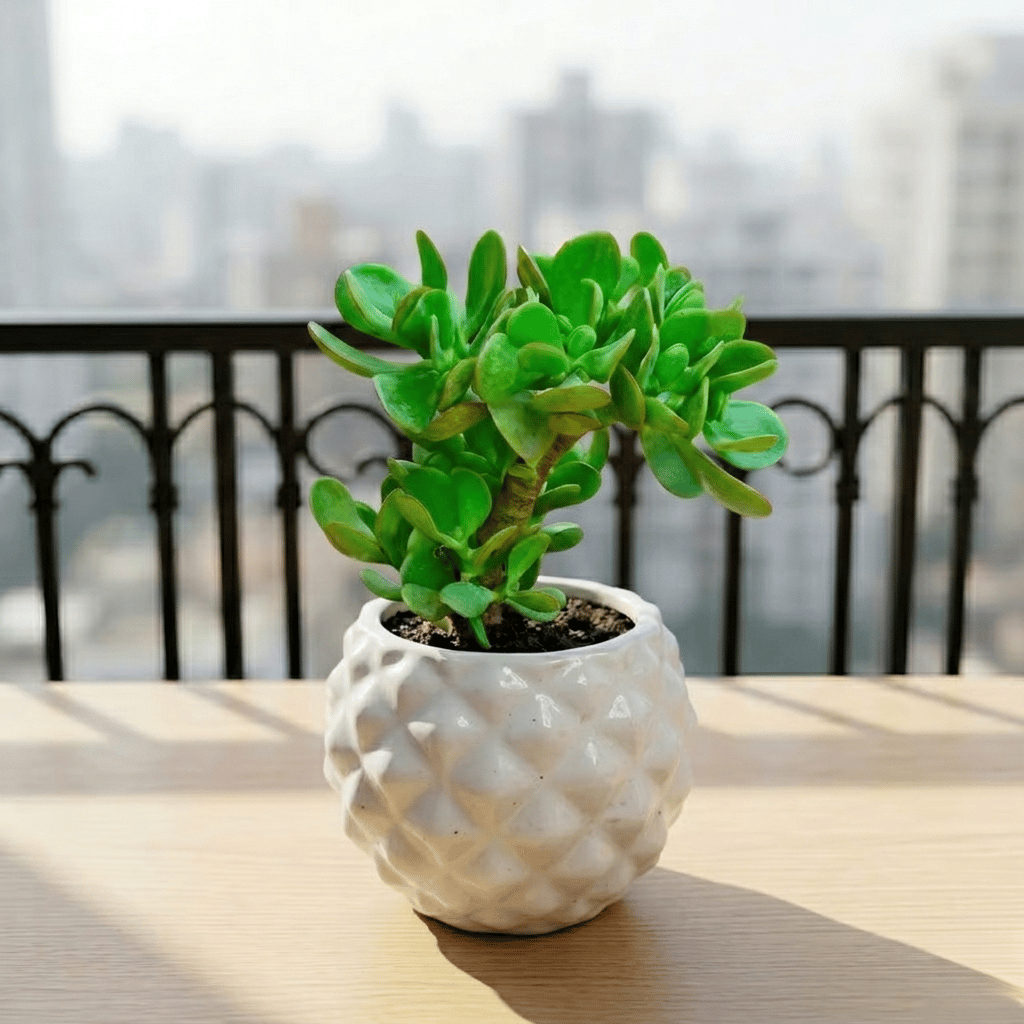 Crassula Ovata / Jade Succulent in 4 Inch Classy Pineapple Textured Ceramic Pot�( Any Color )