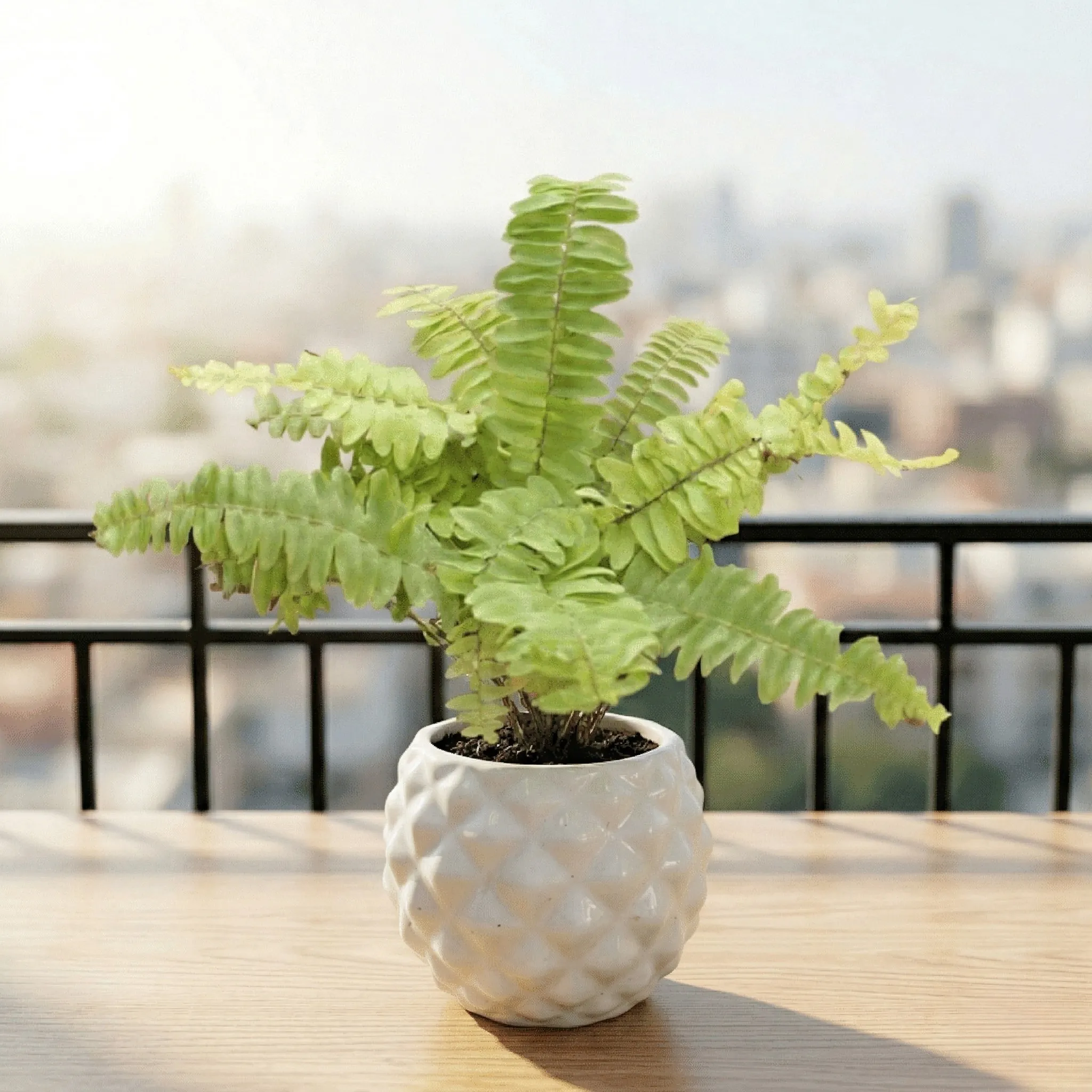 Fern Golden in 4 Inch Classy Pineapple Textured Ceramic Pot�( Any Color )