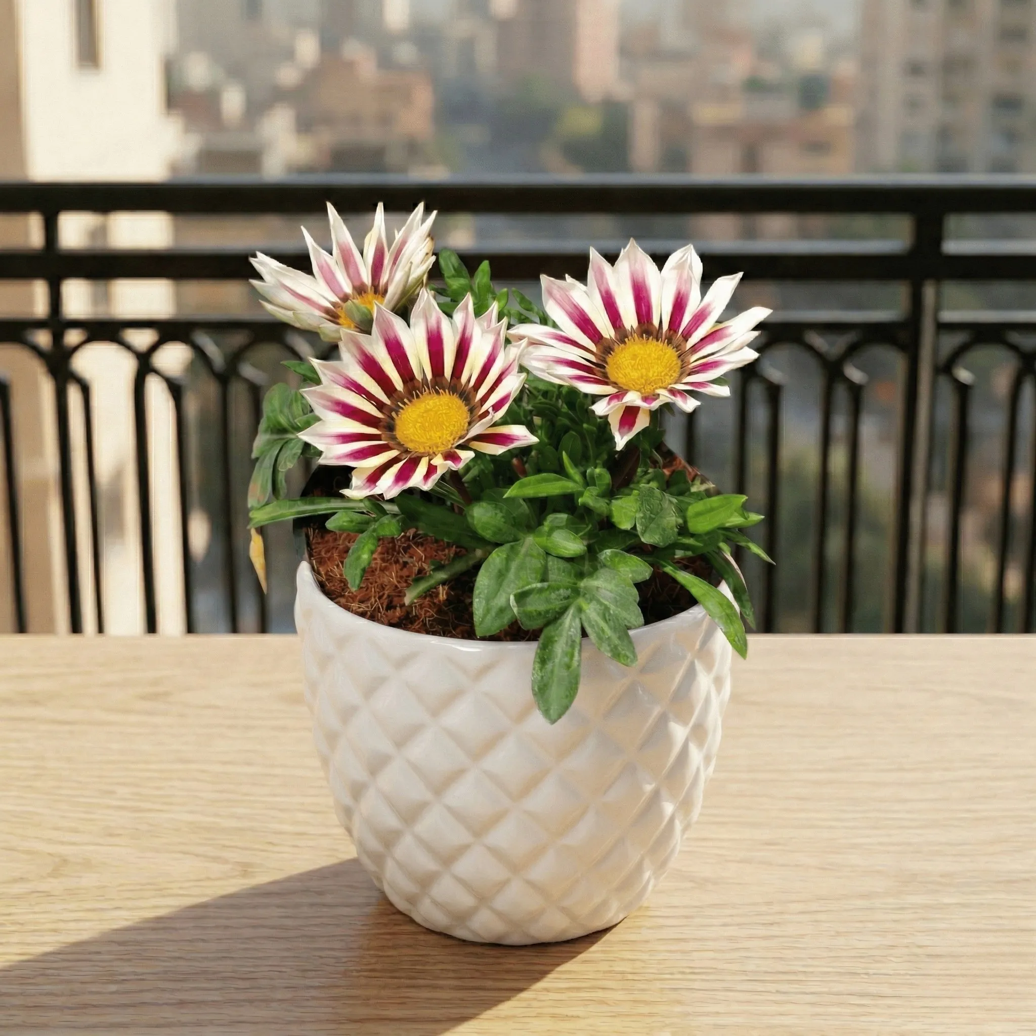 Gazania (Any Colour) in 4 Inch Classy Pineapple Textured Ceramic Pot�( Any Color )