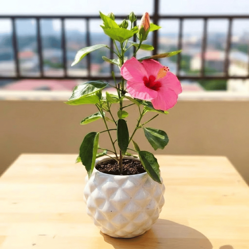 Hibiscus / Gudhal Pink in 4 Inch Classy Pineapple Textured Ceramic Pot�( Any Color )