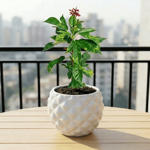 Jatropha / Sundar Rupa Red in 4 Inch Classy Pineapple Textured Ceramic Pot�( Any Color )