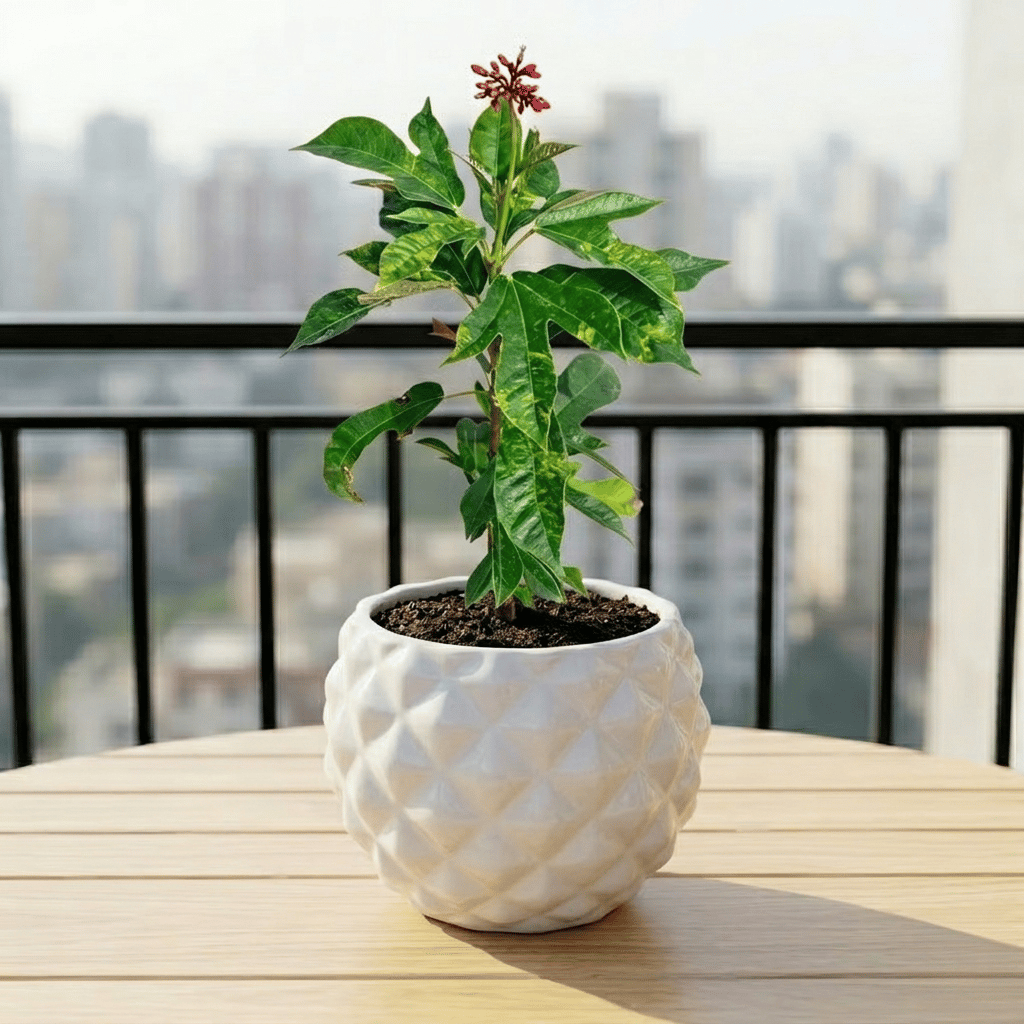 Jatropha / Sundar Rupa Red in 4 Inch Classy Pineapple Textured Ceramic Pot�( Any Color )