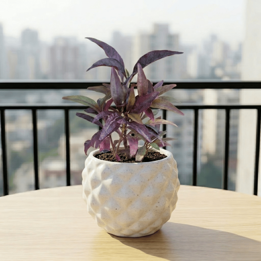 Pseuderanthemum Black in 4 Inch Classy Pineapple Textured Ceramic Pot( Any Color )