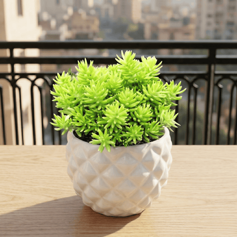 Sedum Golden Succulent in 4 Inch Classy Pineapple Textured Ceramic Pot�( Any Color )