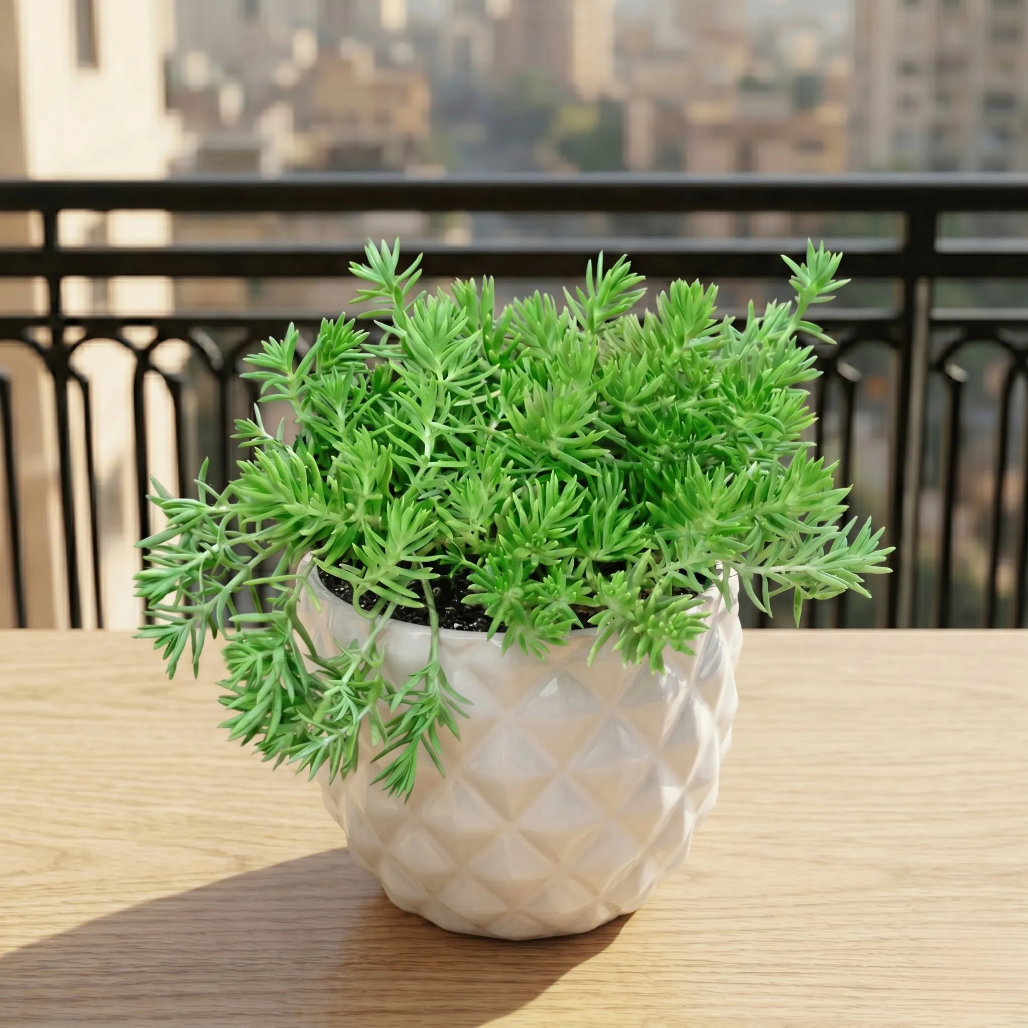 Sedum Green Succulent in 4 Inch Classy Pineapple Textured Ceramic Pot( Any Color )