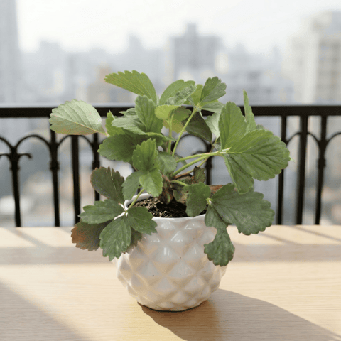 Strawberry in 4 Inch Classy Pineapple Textured Ceramic Pot�( Any Color )