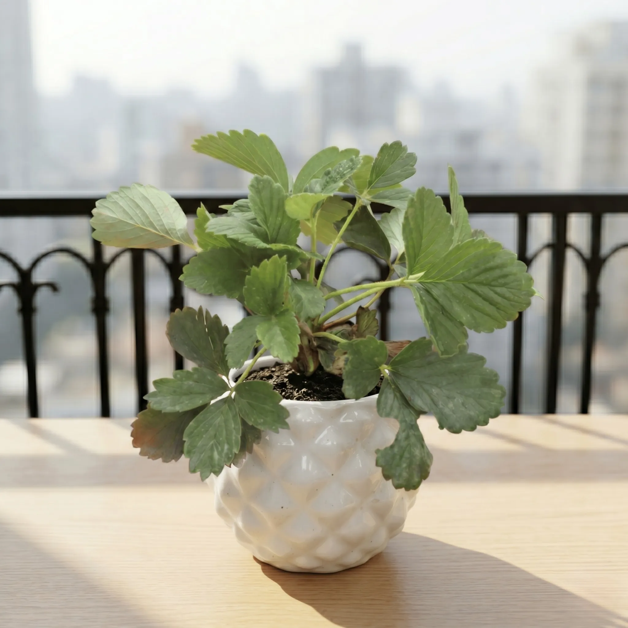Strawberry in 4 Inch Classy Pineapple Textured Ceramic Pot�( Any Color )