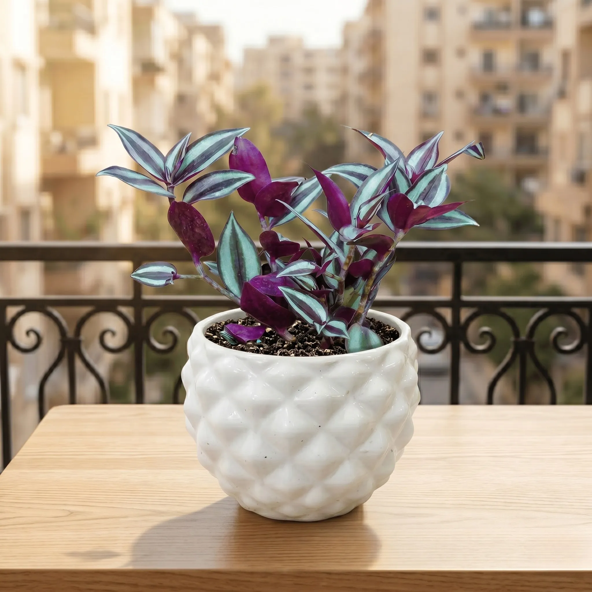 Wandering Jew in 4 Inch Classy Pineapple Textured Ceramic Pot�( Any Color )
