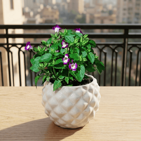 Wishbone / Torenia (Any Color) in 4 Inch Classy Pineapple Textured Ceramic Pot�( Any Color )