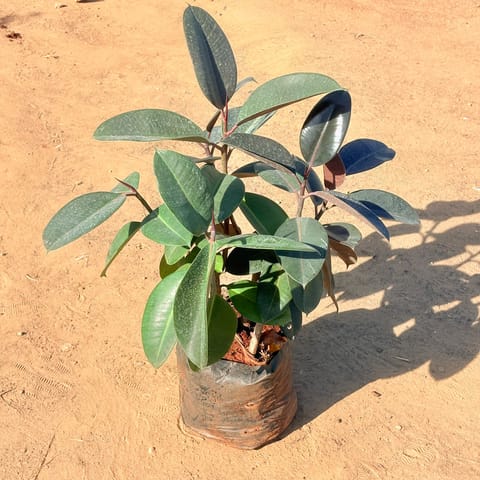 Rubber Black (3-4 ft) in 14 inch Nursery Bag