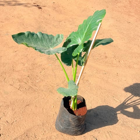 Air Purifying - Large Elephant Ear Plant / Alocasia Bambino (~3 ft) in 12 Inch Nursery Bag