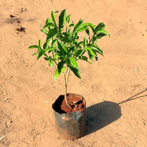 Neel Tagar/ Purple Star in 6 Inch Nursery Bag