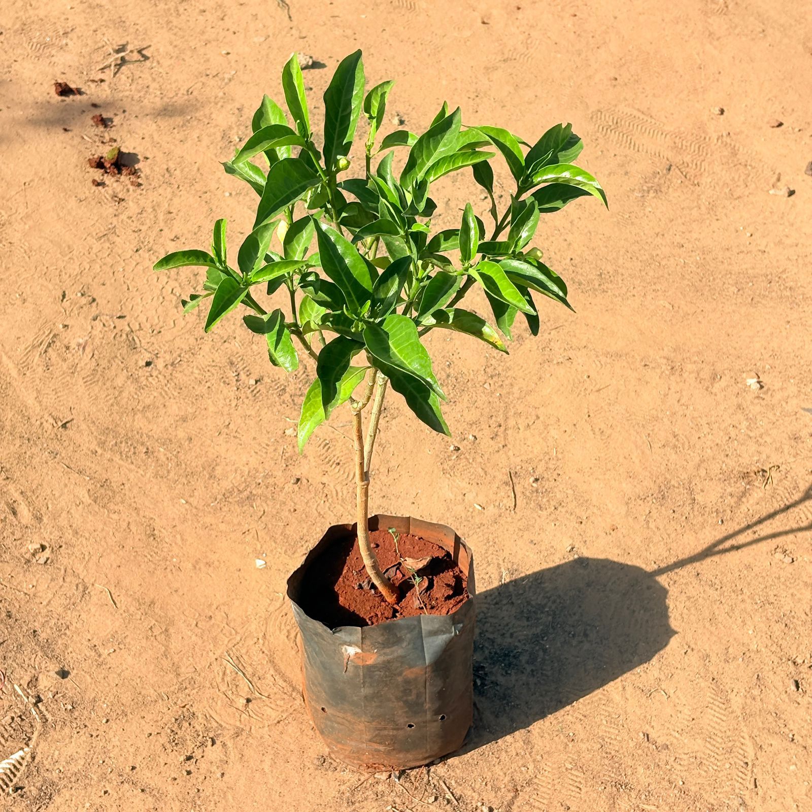 Neel Tagar/ Purple Star in 6 Inch Nursery Bag