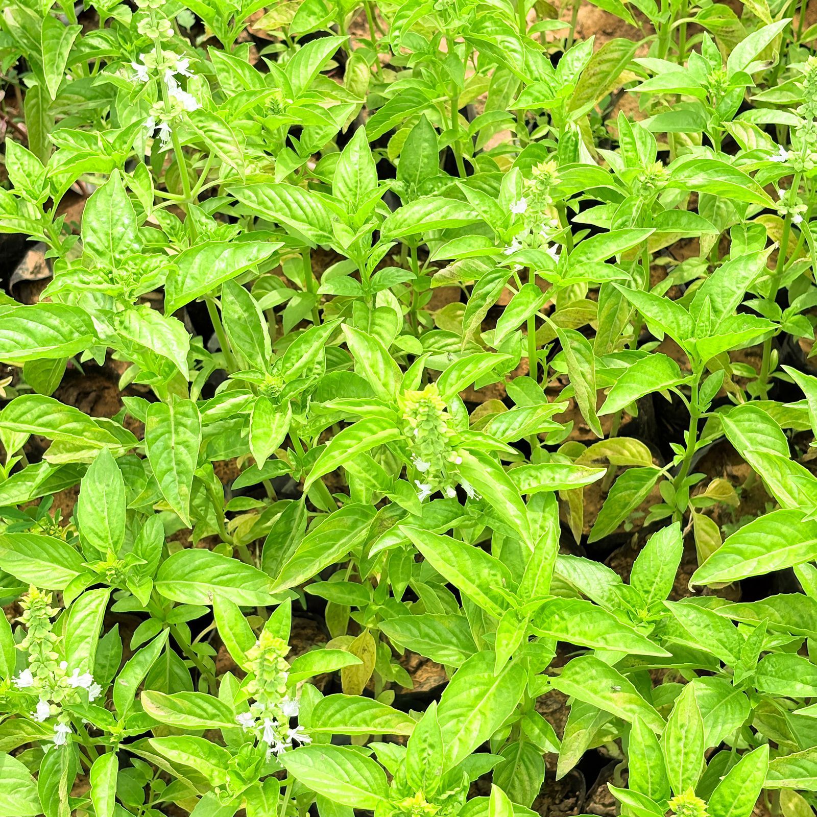 Set of 3 - Italian Basil / Sweet Basil in 3 Inch Nursery Bag- can easily grow in pots- used for cooking