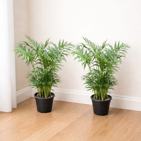 Indoor Plants: Set of 2 - Areca Palm (~1 Ft) in 4 Inch Nursery Pot