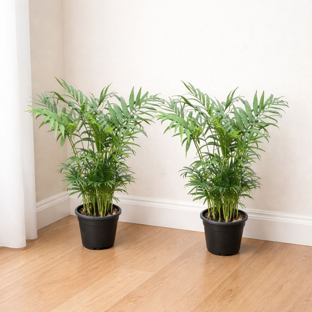 Indoor Plants: Set of 2 - Areca Palm (~1 Ft) in 4 Inch Nursery Pot