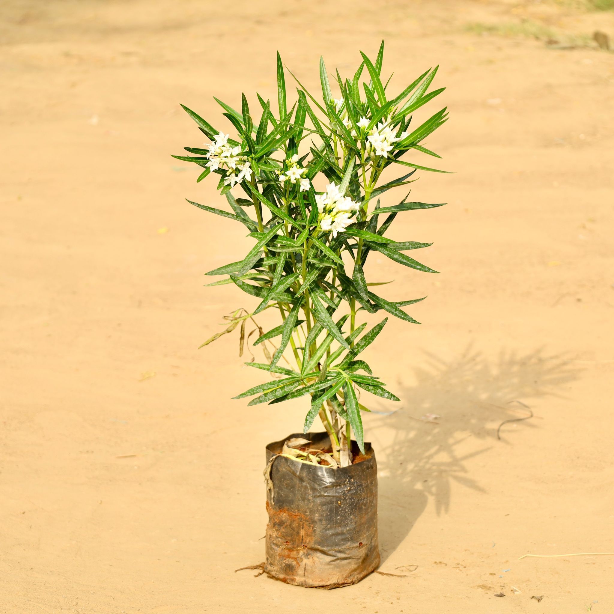 Kaner / Oleander White (~ 2 Ft) in 6 Inch Nursery Bag