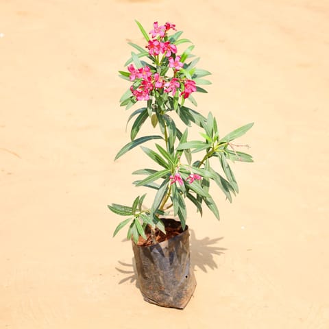 Kaner / Oleander Red (~ 1.5 Ft) in 6 Inch Nursery Bag