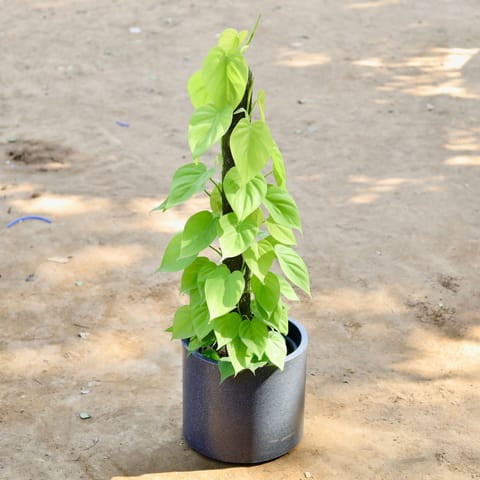 Oxycardium Golden with 2 Ft Moss Stick in 11 X 11 Inch Grey Premium Dochieo Fiberglass Planter